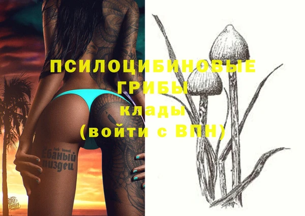 шишки Абаза